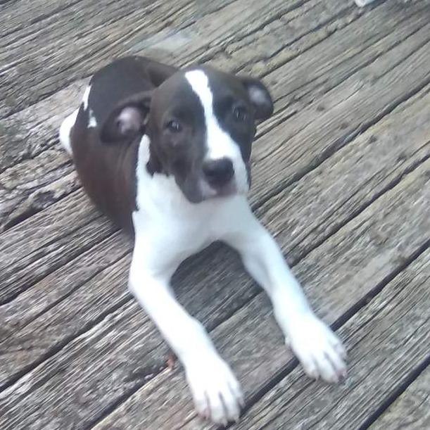 Enlarge Bryce, a Adoptable Mixed Breed in Lenoir, NC image 2/2