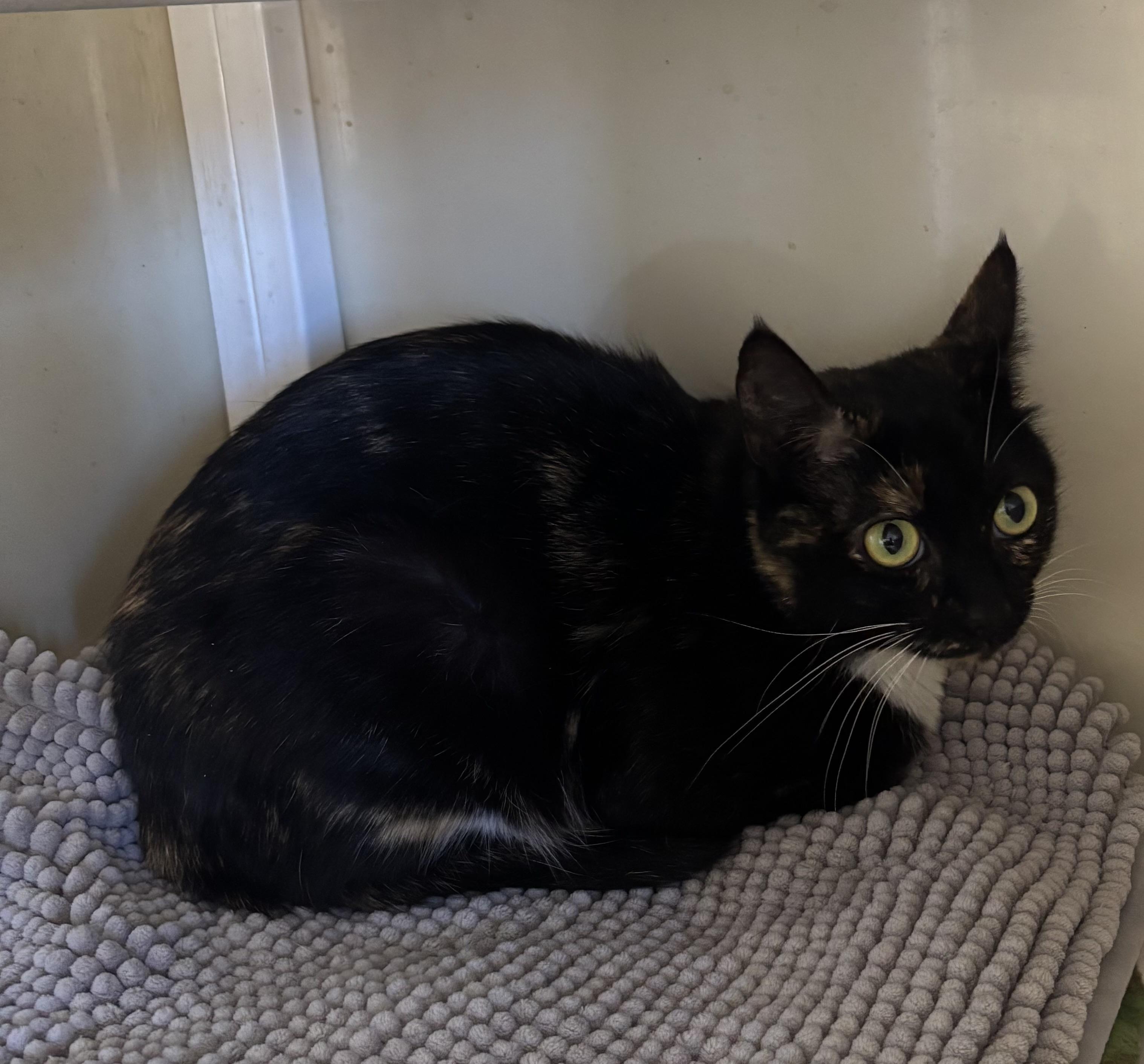 Teasel, ADOPTABLE, Young Female Domestic Short Hair.