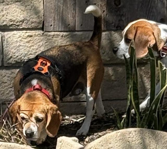 Matilda, an adopted Beagle in San Ysidro, CA image 4/6