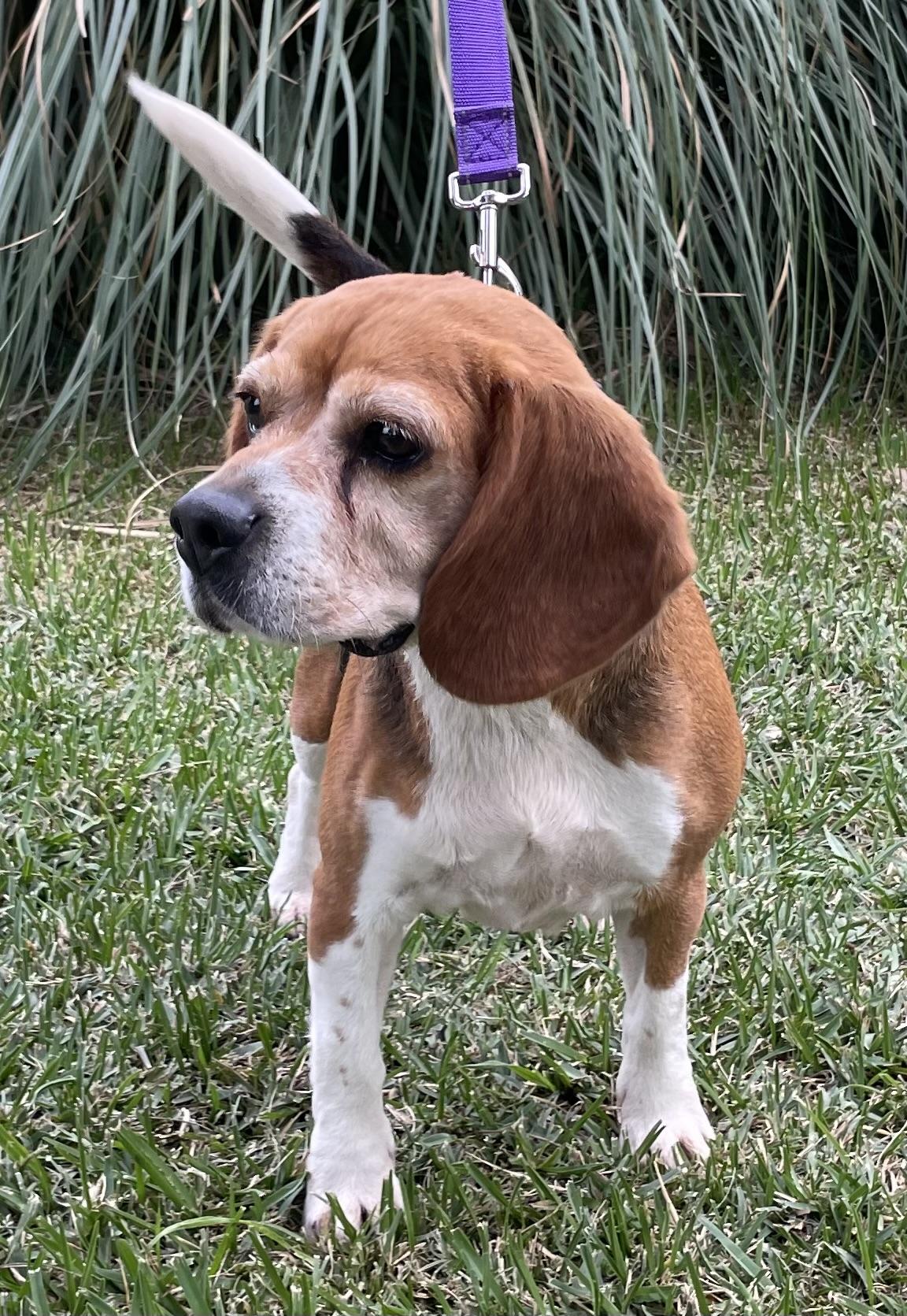 Enlarge Matilda, a ADOPTABLE Beagle in San Ysidro, CA image 2/6