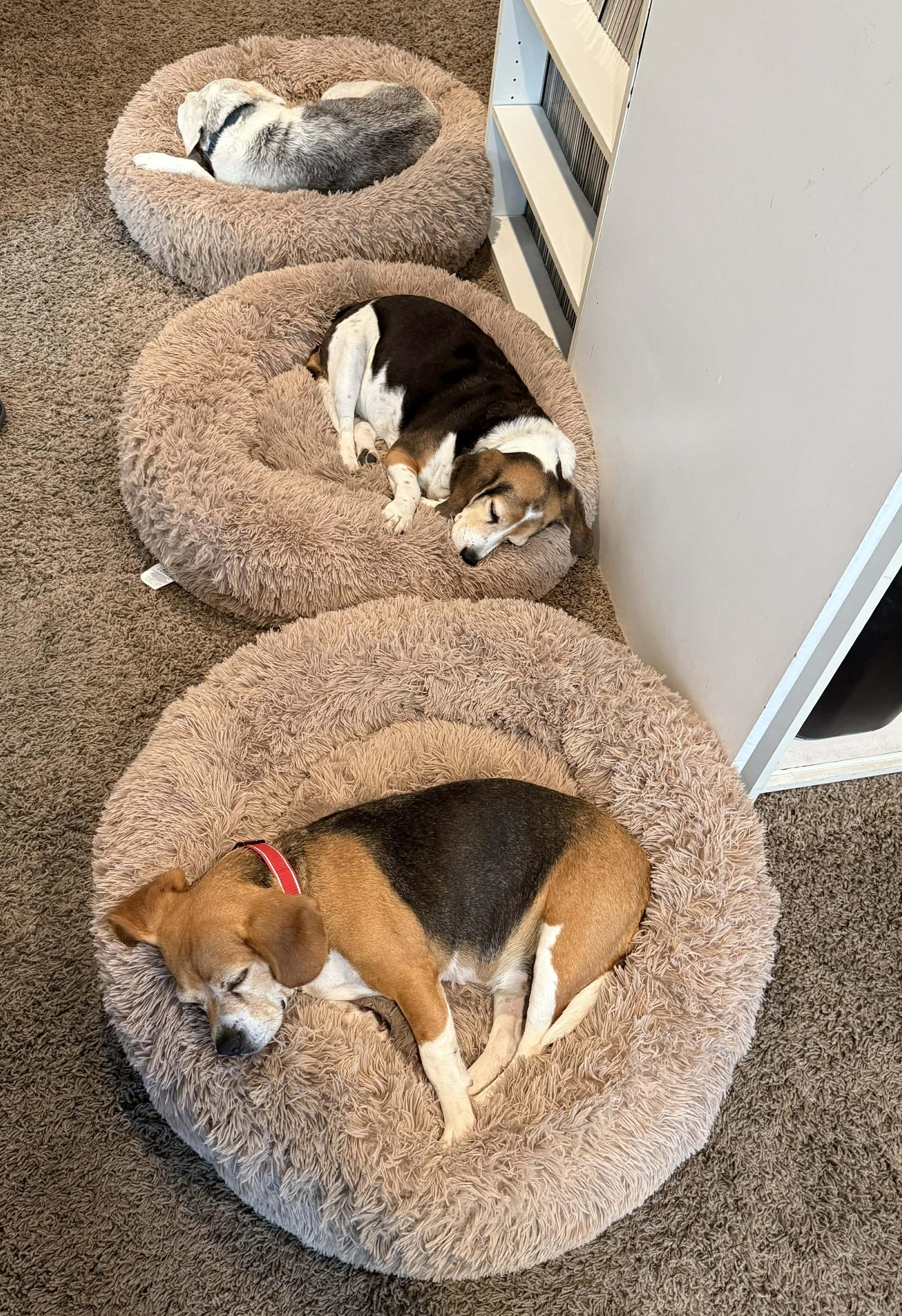 Matilda, an adopted Beagle in San Ysidro, CA image 6/6