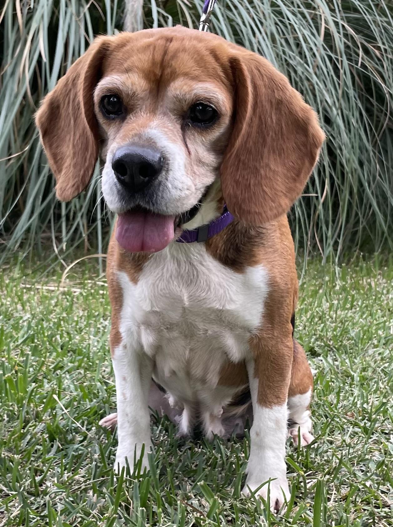 Enlarge Matilda, a ADOPTABLE Beagle in San Ysidro, CA image 3/6