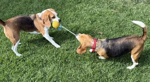 Matilda, an adopted Beagle in San Ysidro, CA image 5/6
