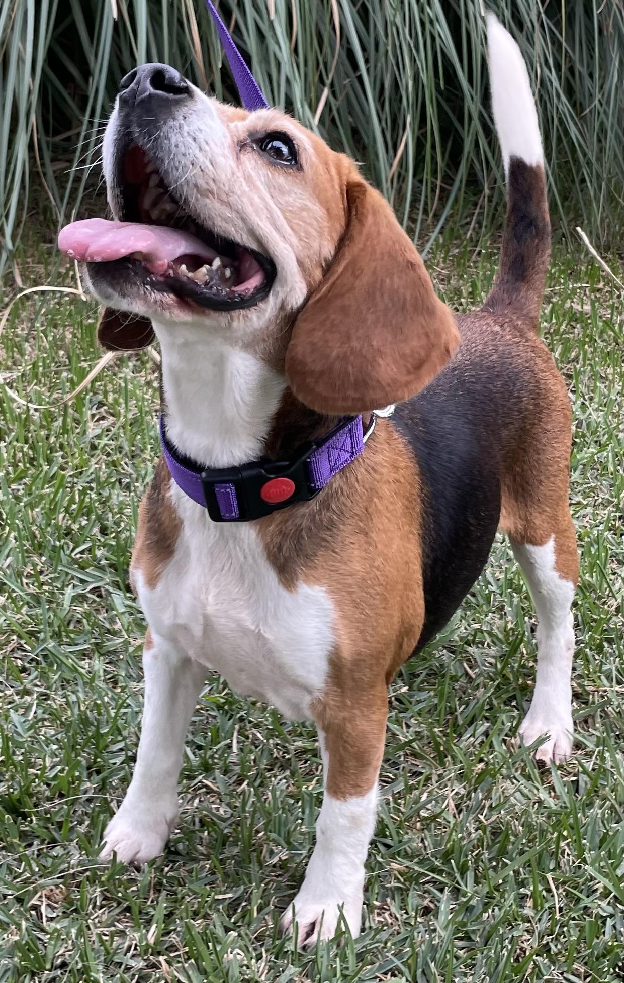 Enlarge Matilda, a ADOPTABLE Beagle in San Ysidro, CA image 1/6