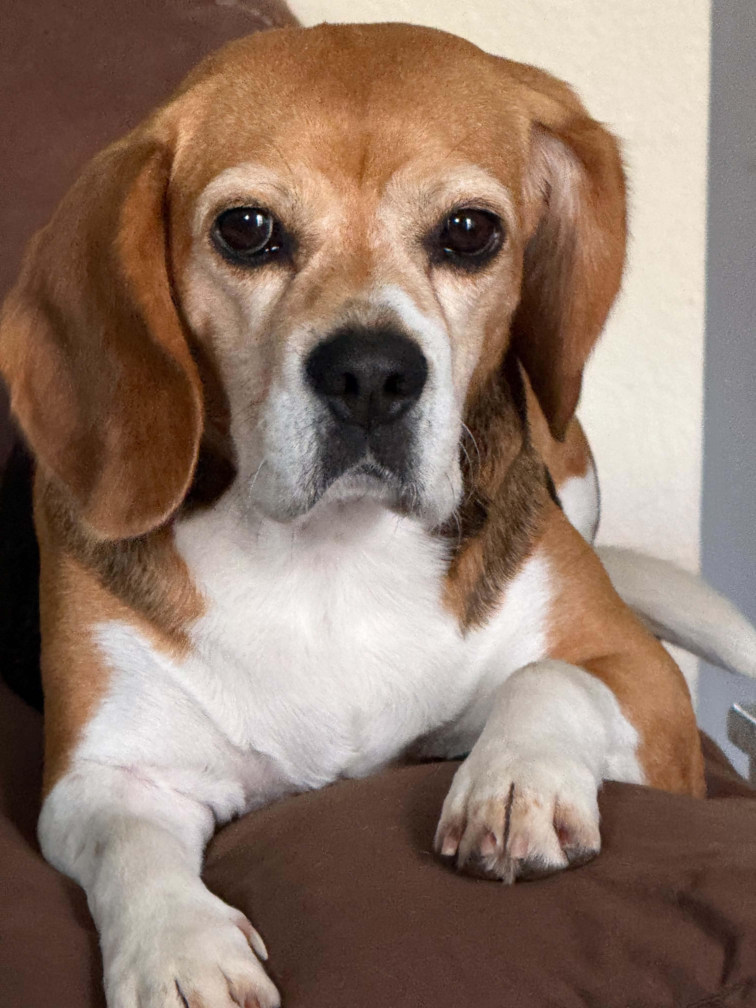 Matilda, adopted, Adult Female Beagle.