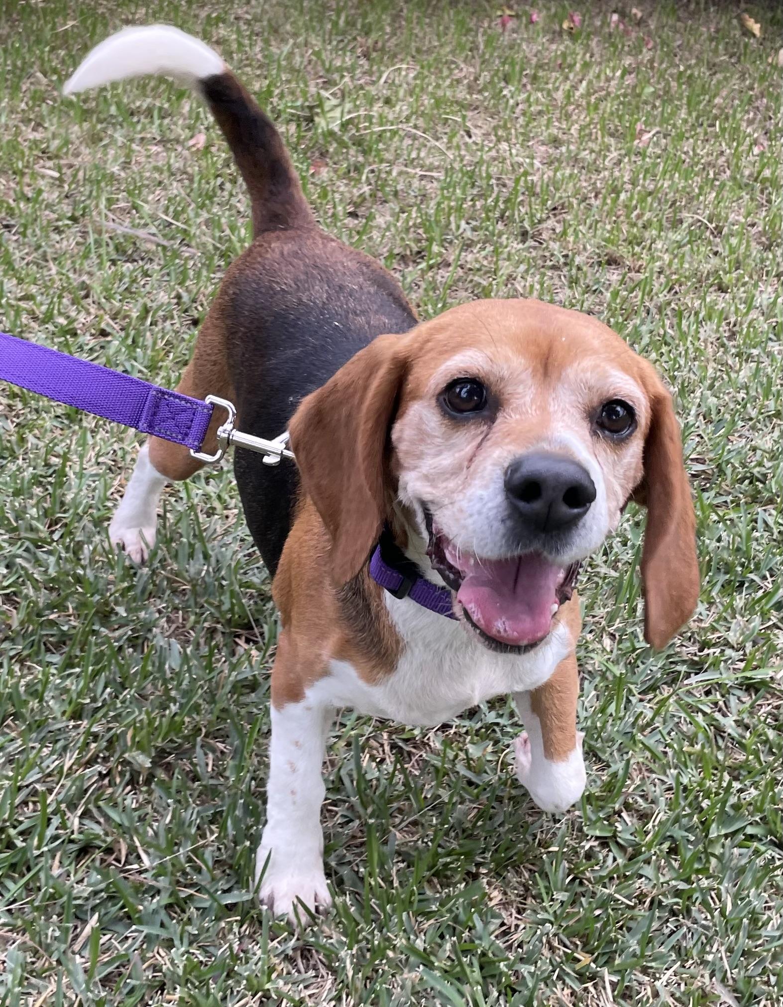Enlarge Matilda, a ADOPTABLE Beagle in San Ysidro, CA image 6/6