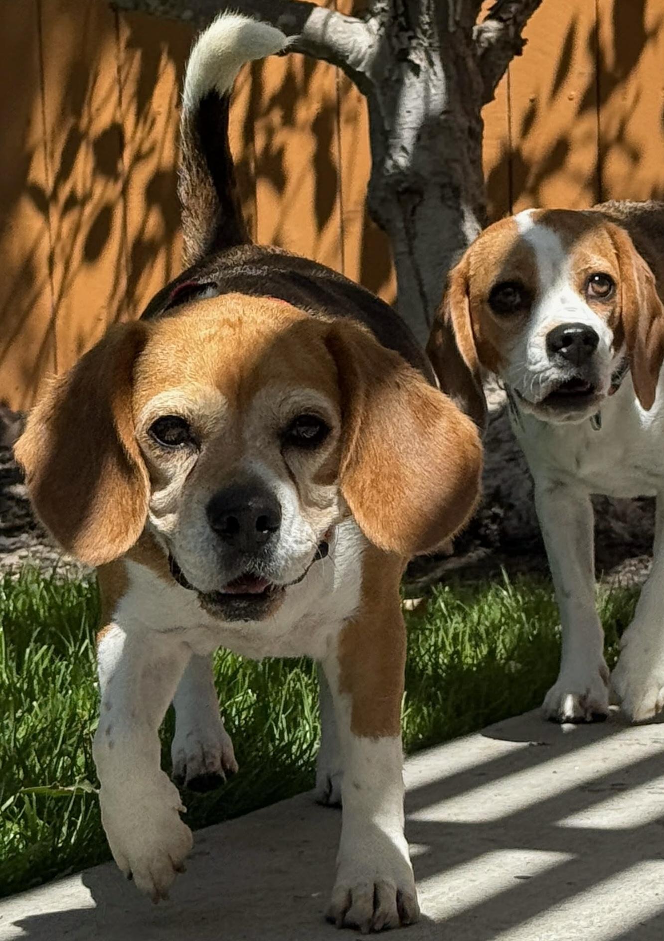 Matilda, an adopted Beagle in San Ysidro, CA image 3/6
