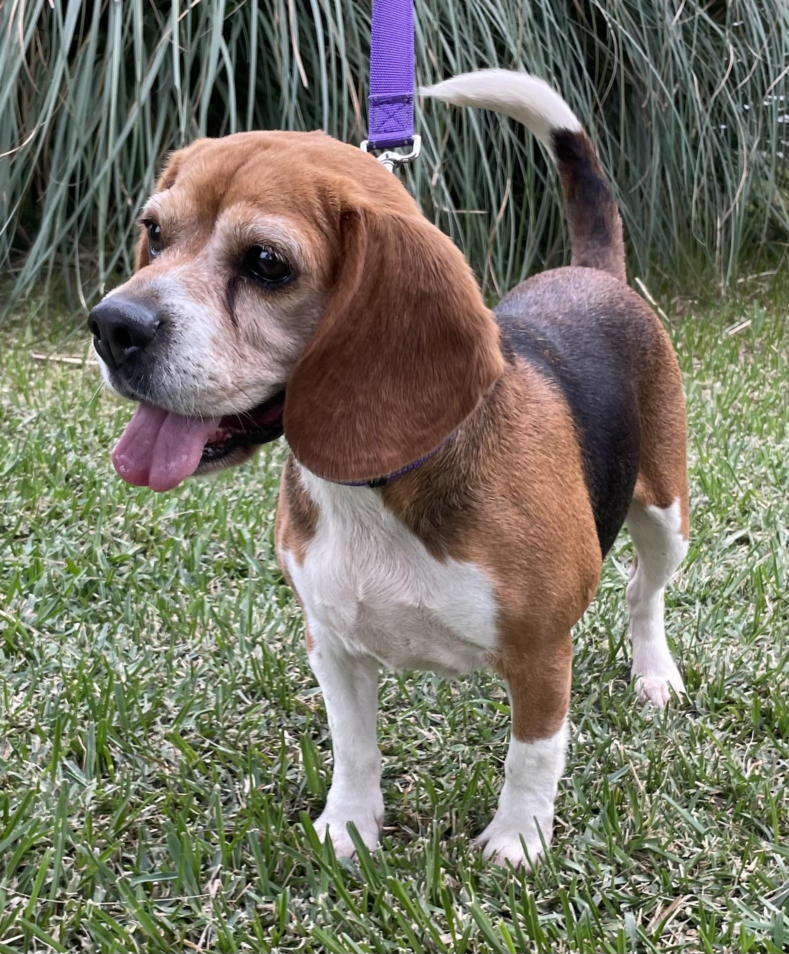 Enlarge Matilda, a ADOPTABLE Beagle in San Ysidro, CA image 5/6