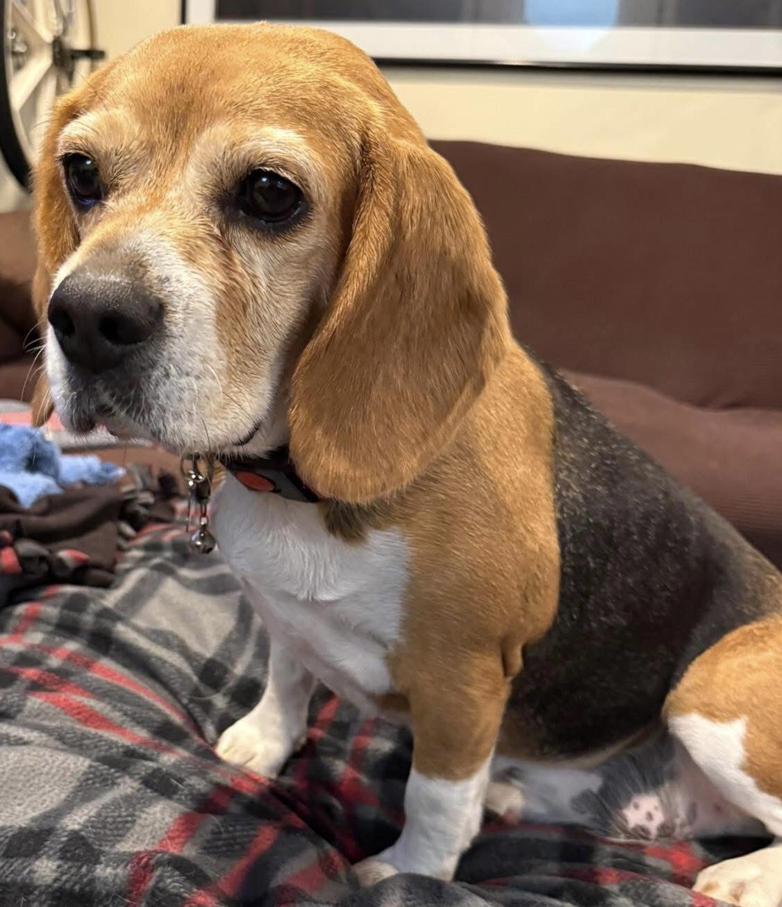 Matilda, an adopted Beagle in San Ysidro, CA image 2/6