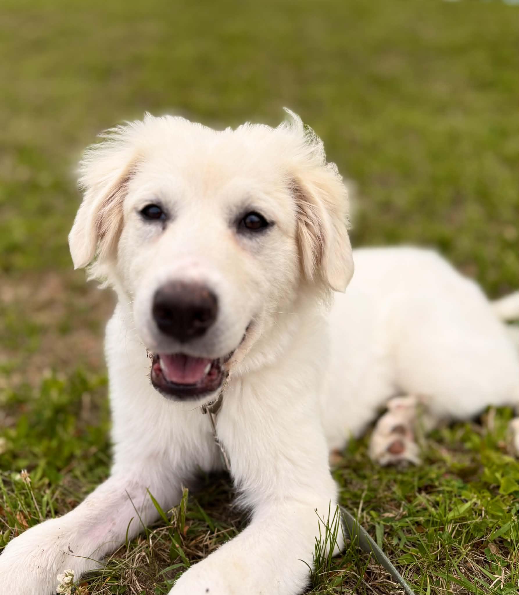 Enlarge Hilda, a Adopted Great Pyrenees in Essex, MD image 4/4