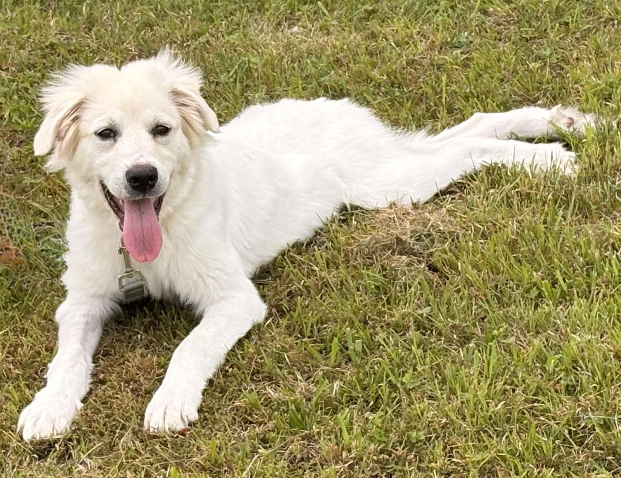 Enlarge Hilda, a Adopted Great Pyrenees in Essex, MD image 2/4