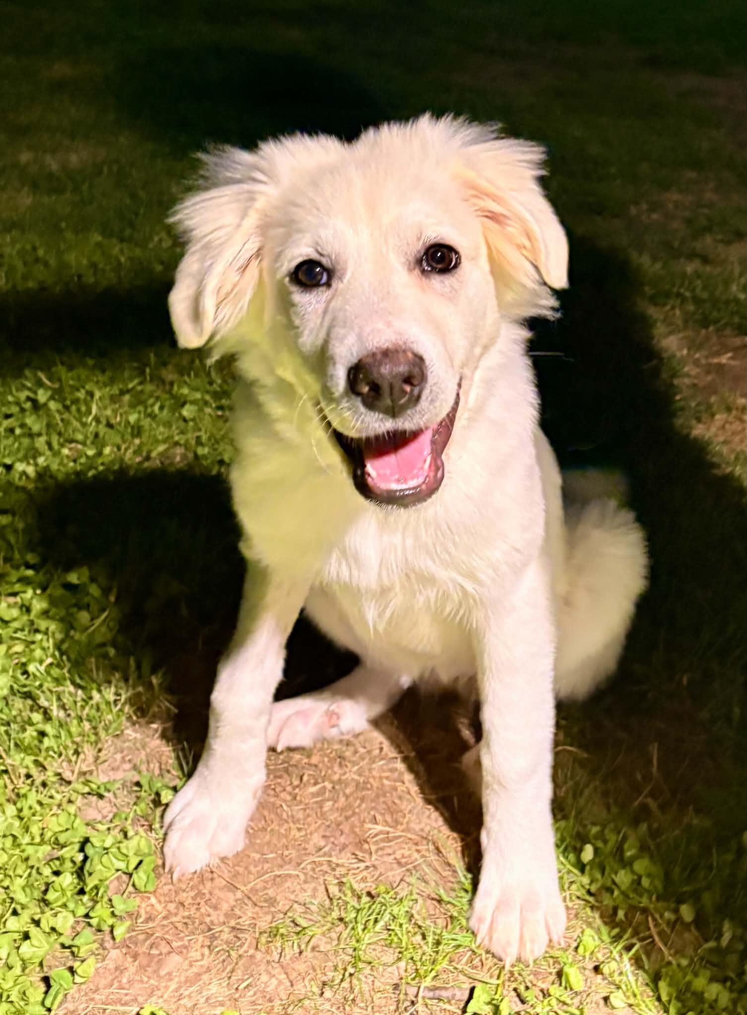 Hilda, Adopted, Young Female Great Pyrenees.