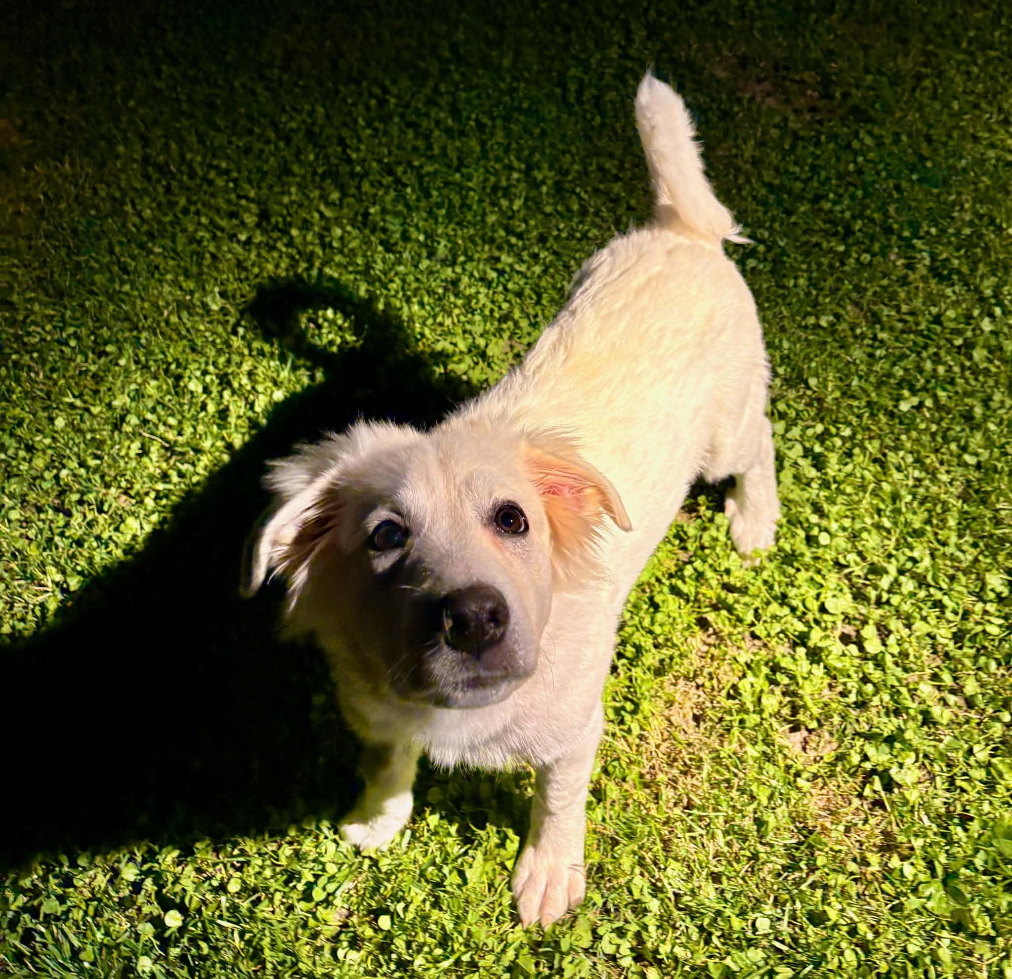 Enlarge Hilda, a Adopted Great Pyrenees in Essex, MD image 3/4