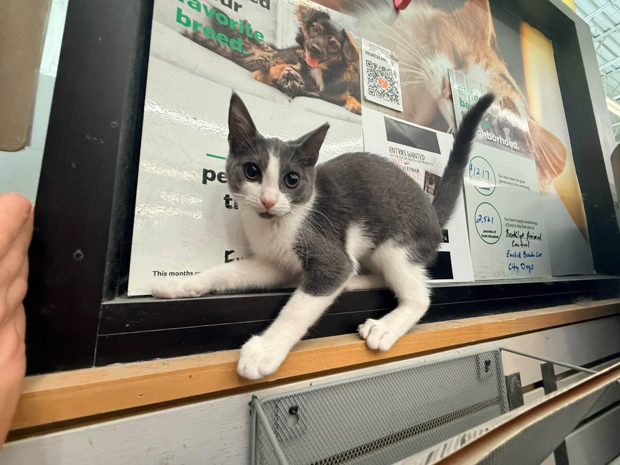 Enlarge Spice, a Adopted Domestic Short Hair in Cleveland, OH image 3/6