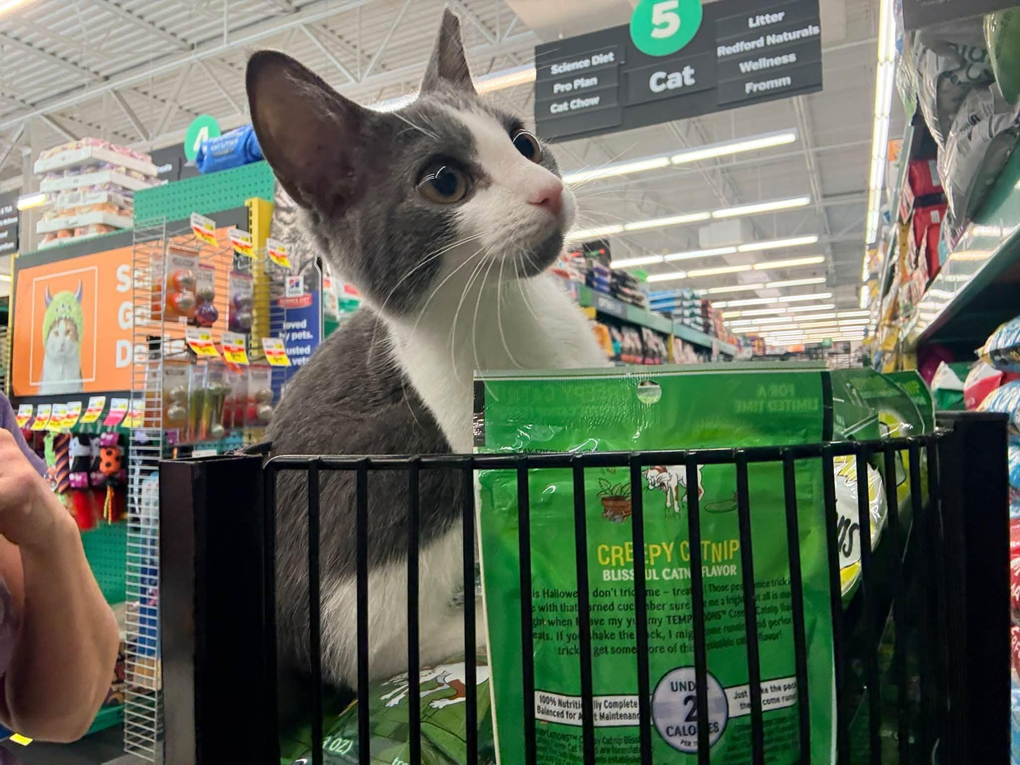 Enlarge Spice, a Adopted Domestic Short Hair in Cleveland, OH image 4/6