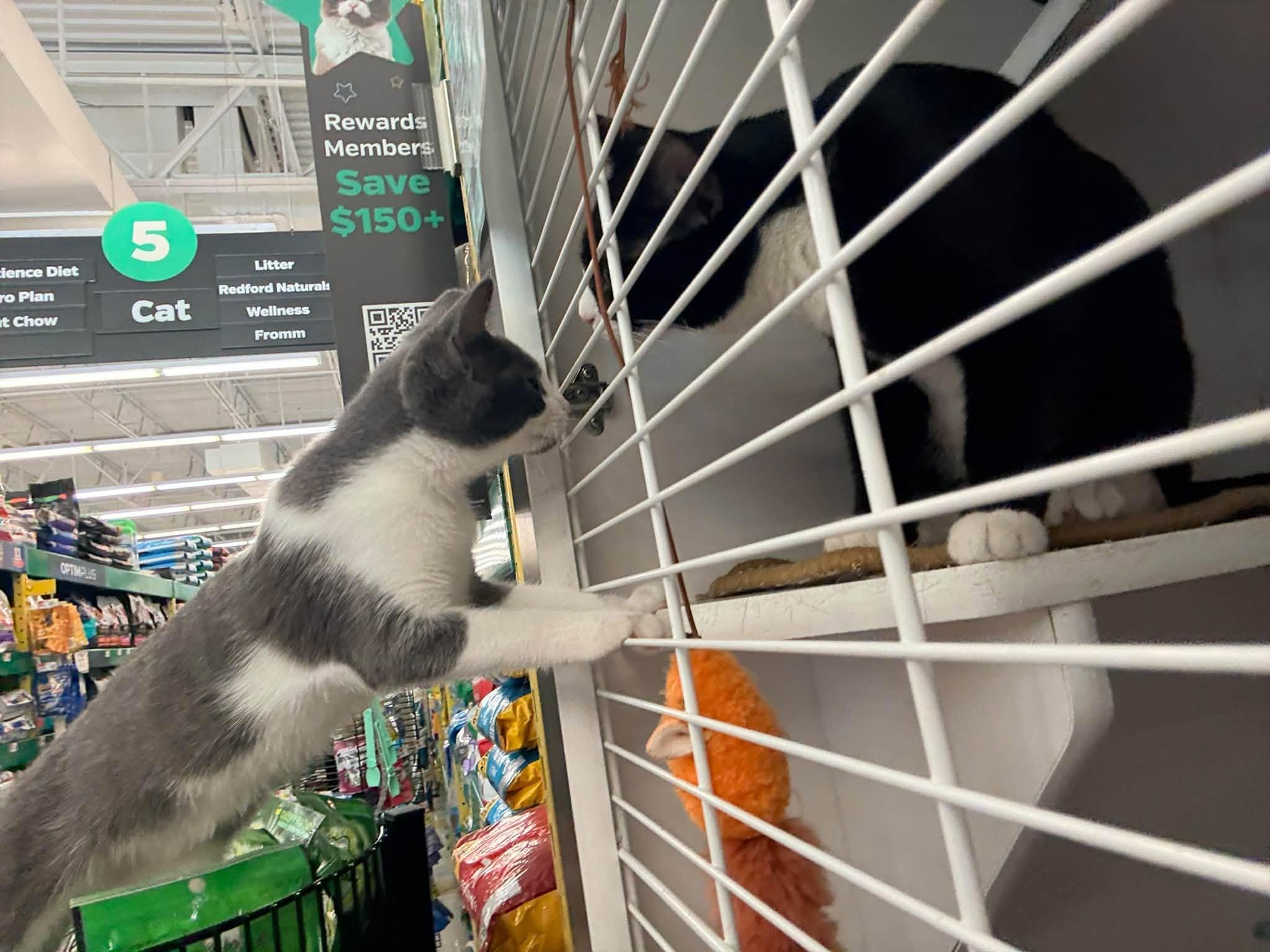 Enlarge Spice, a Adopted Domestic Short Hair in Cleveland, OH image 5/6