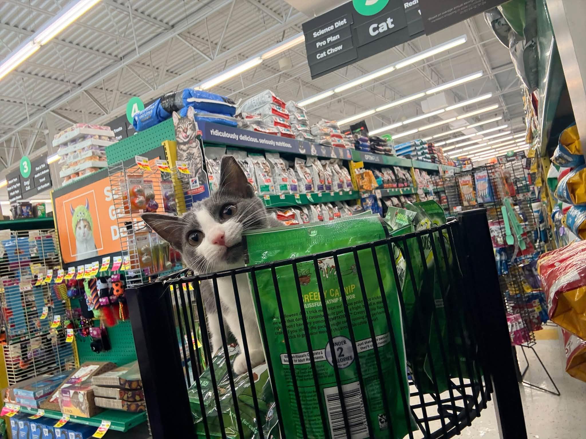 Enlarge Spice, a Adopted Domestic Short Hair in Cleveland, OH image 2/6