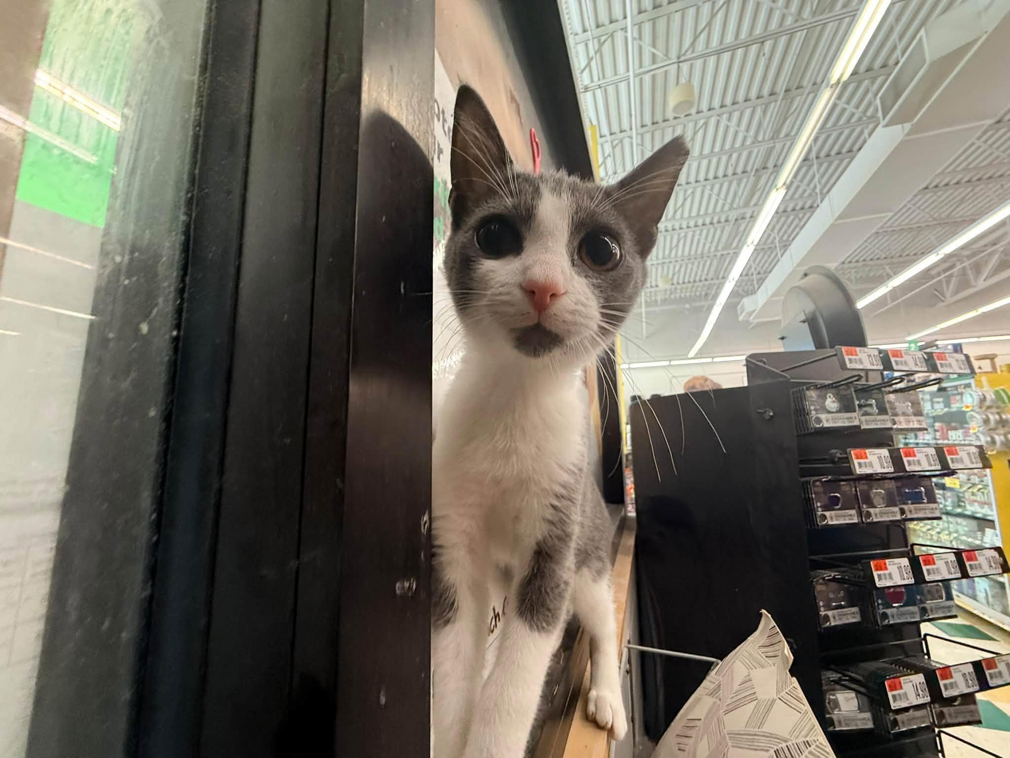 Spice, Adopted, Kitten Female Domestic Short Hair.