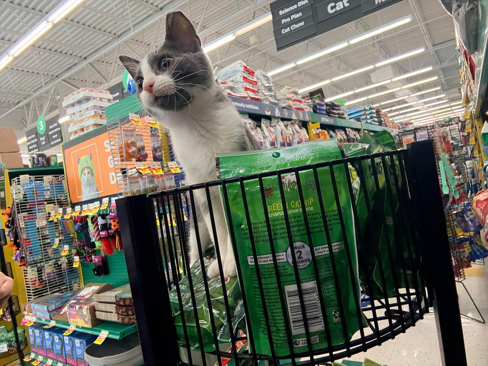 Enlarge Spice, a Adopted Domestic Short Hair in Cleveland, OH image 6/6