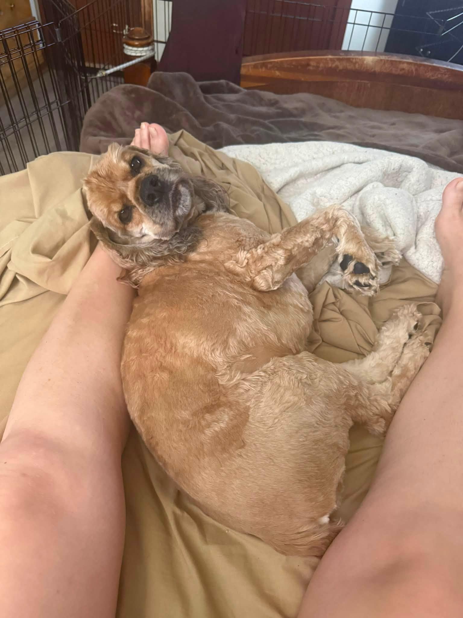 Bucky 6yr, Adoptable, Adult Male Cocker Spaniel.