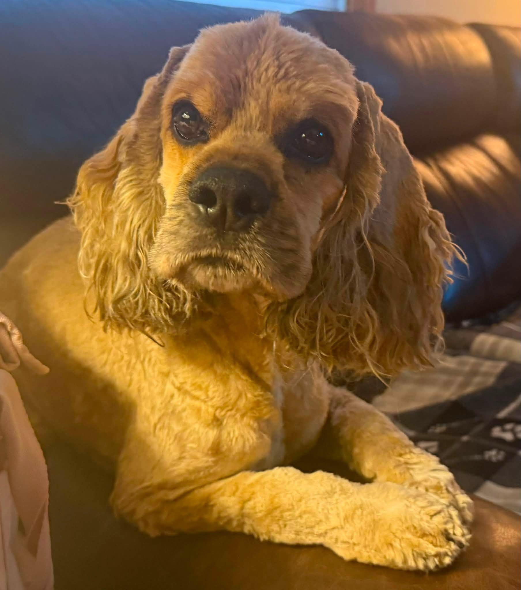 Enlarge Bucky 6yr, a Adoptable Cocker Spaniel in Mentor, OH image 2/3