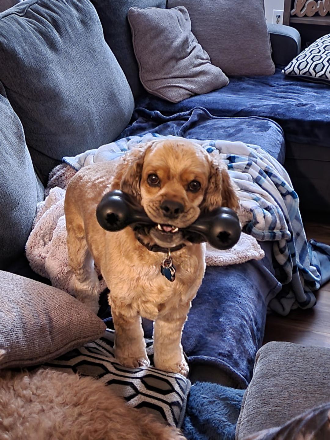 Enlarge Bucky 6yr, a Adoptable Cocker Spaniel in Mentor, OH image 3/3