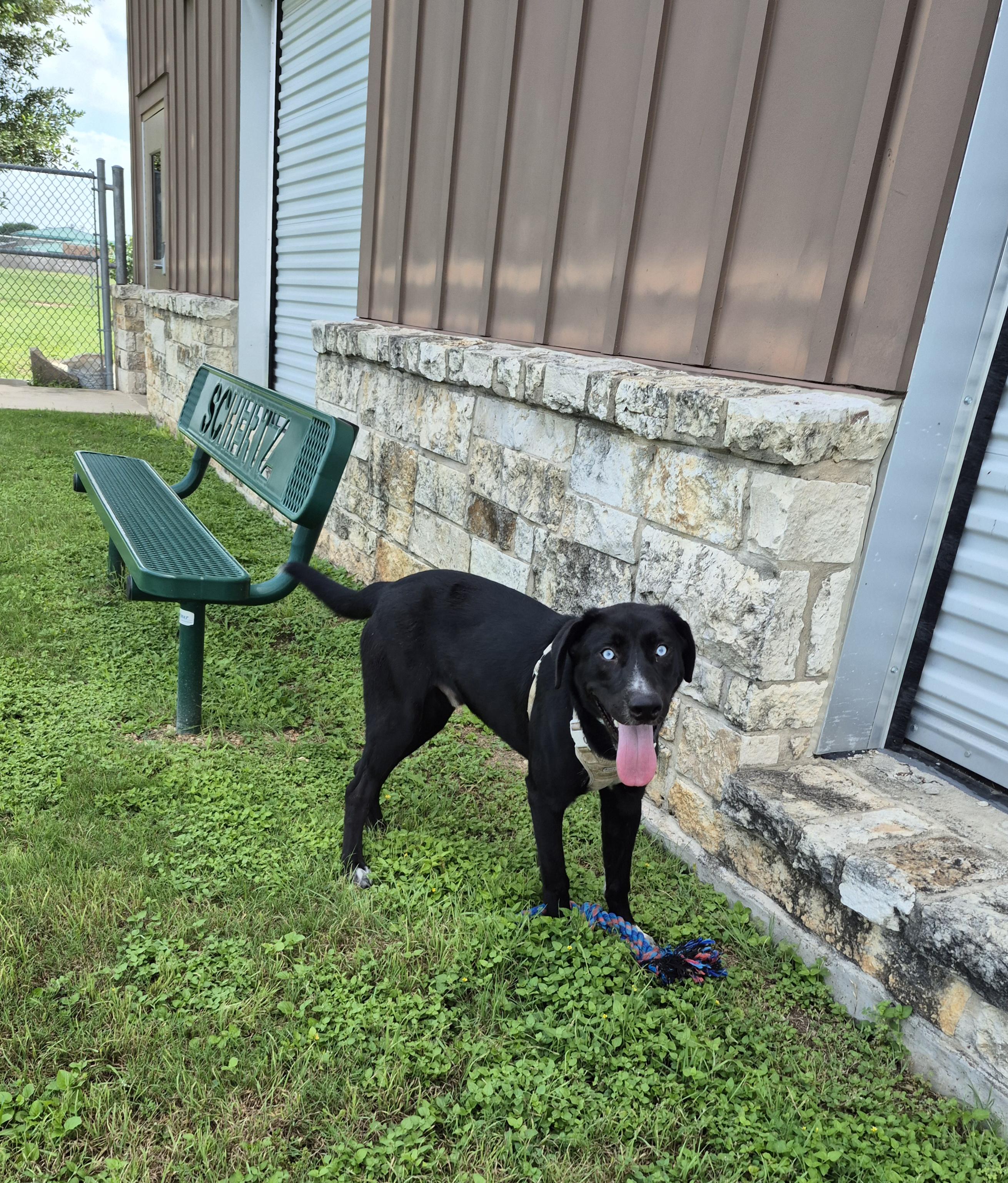 Waterboy, a ADOPTABLE mixed breed in Schertz, TX image 3/4