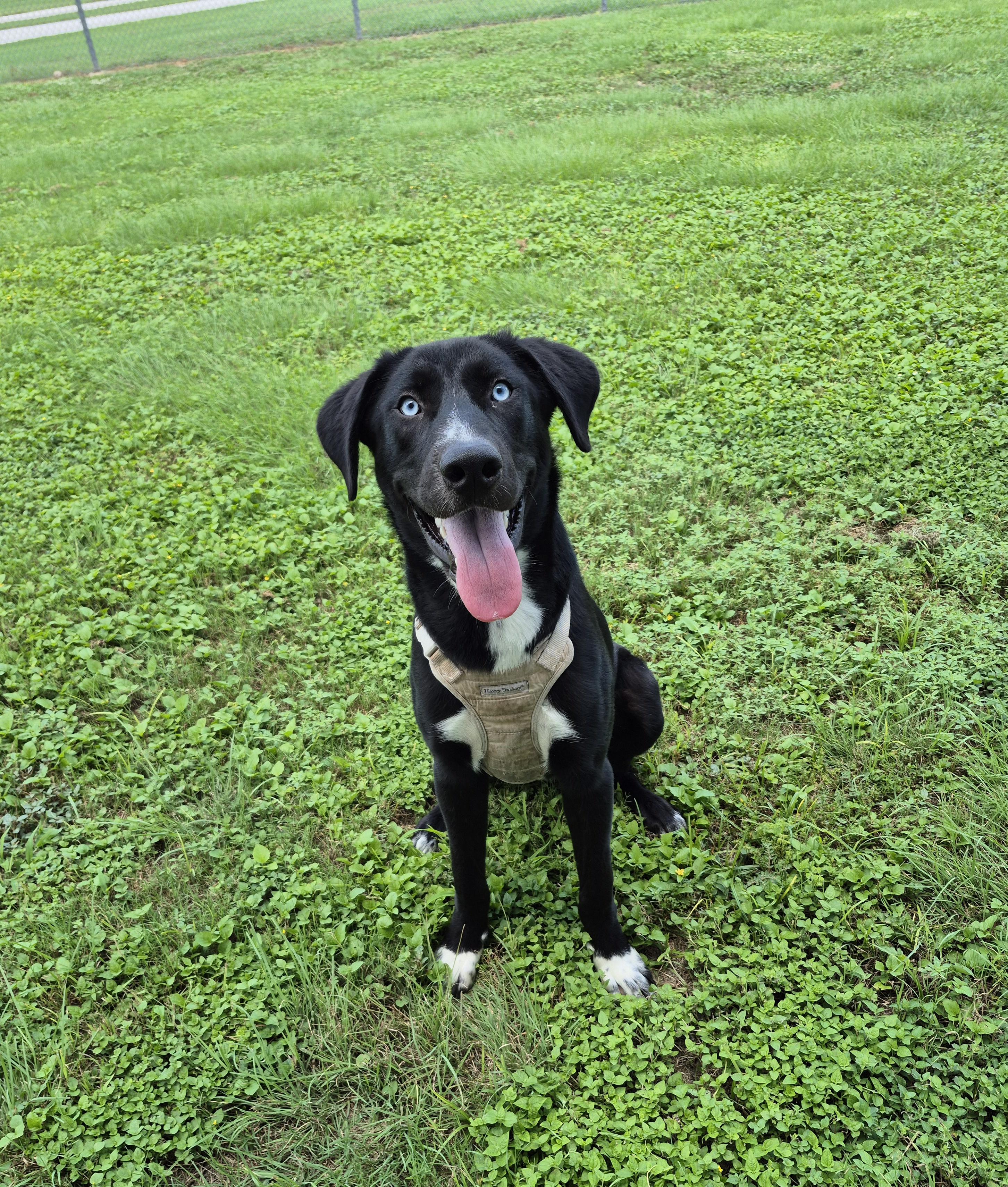 Waterboy, ADOPTABLE, Adult Male Labrador Retriever.