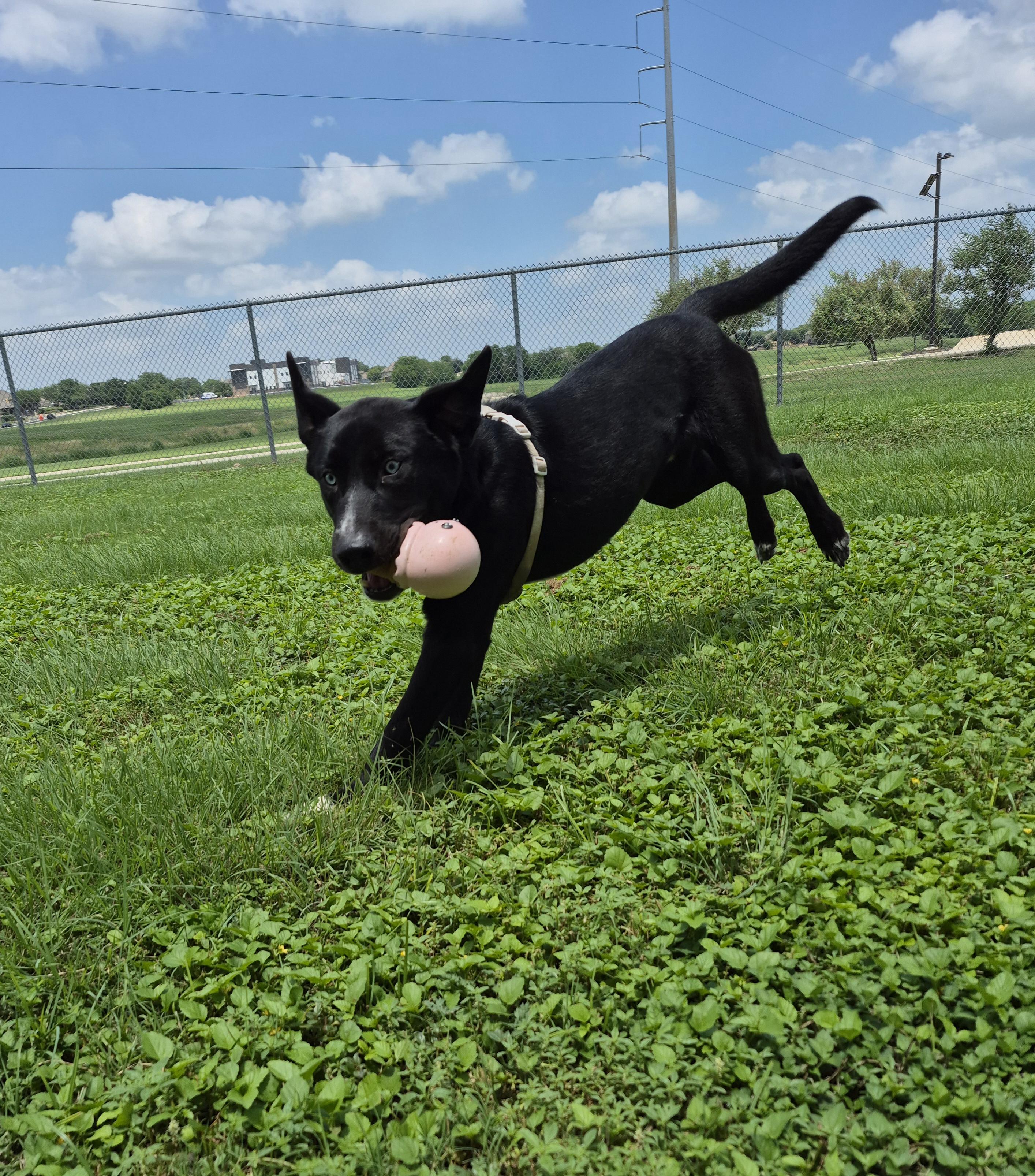 Waterboy, a ADOPTABLE mixed breed in Schertz, TX image 4/4
