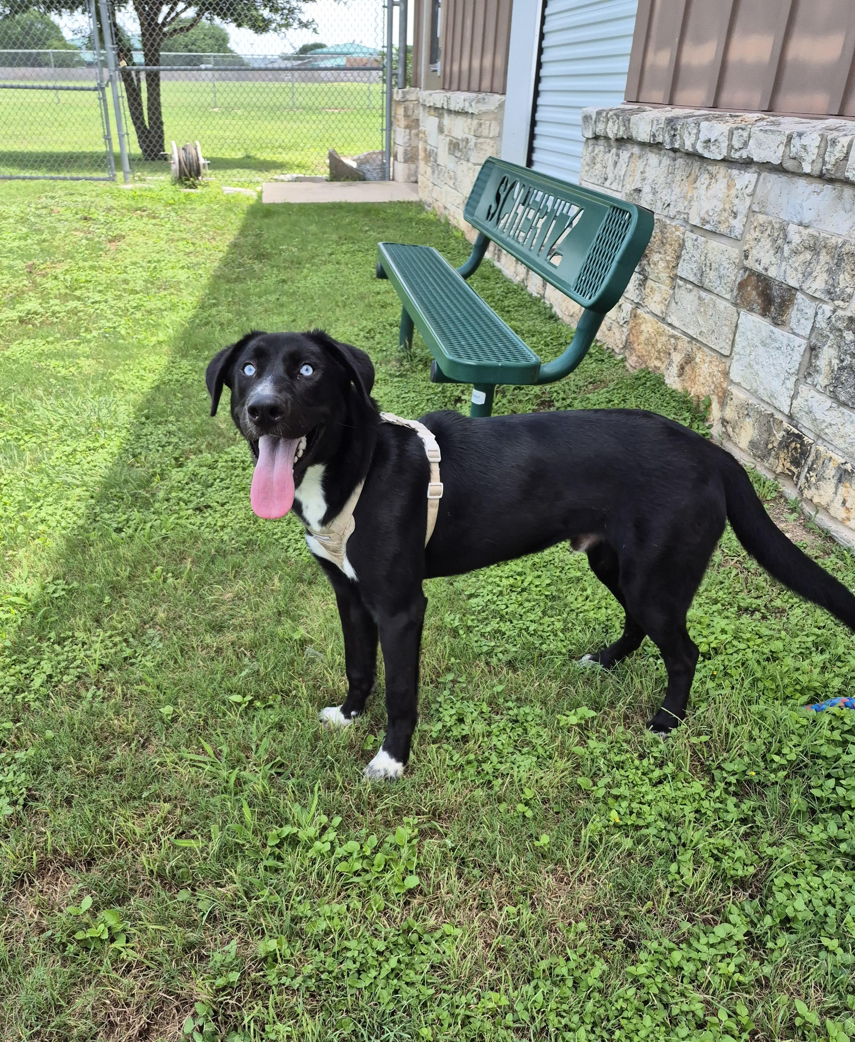 Waterboy, a ADOPTABLE mixed breed in Schertz, TX image 2/4