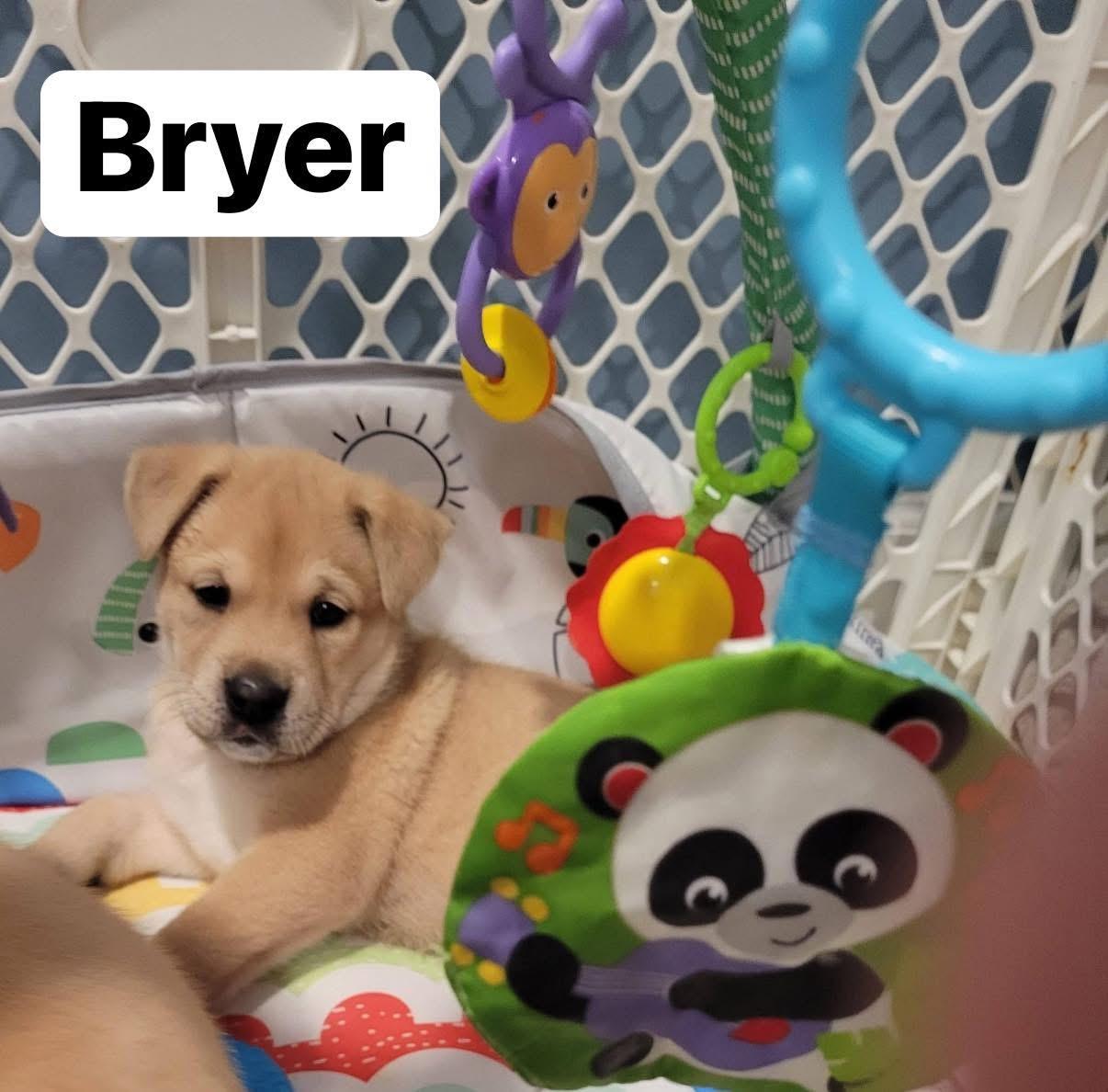 Enlarge Bryer, an adopted mixed breed in Elburn, IL image 2/2