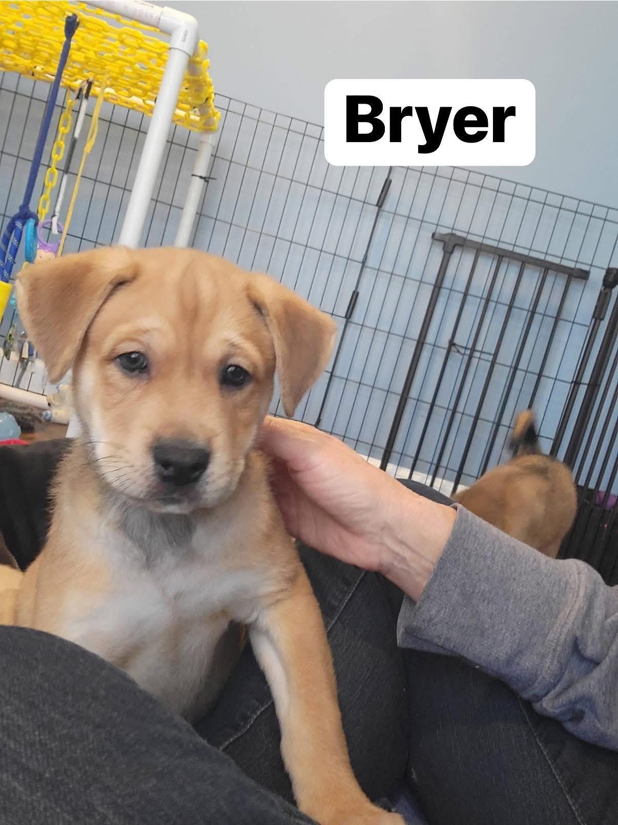 Bryer, adopted, Puppy Male Labrador Retriever & Husky.