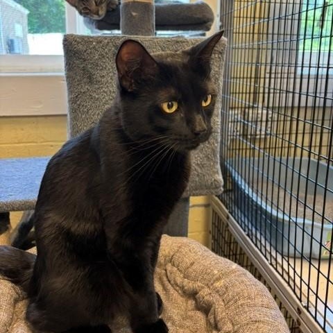Kettle, a ADOPTABLE Domestic Short Hair in Braintree, MA image 5/5