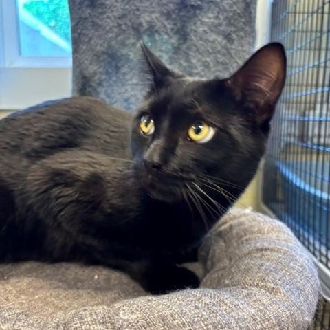 Kettle, a ADOPTABLE Domestic Short Hair in Braintree, MA image 4/5