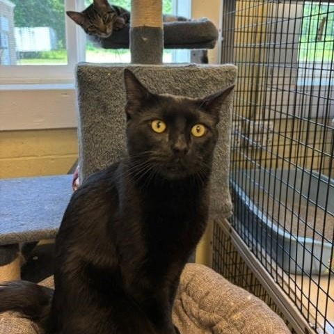 Kettle, a ADOPTABLE Domestic Short Hair in Braintree, MA image 2/5