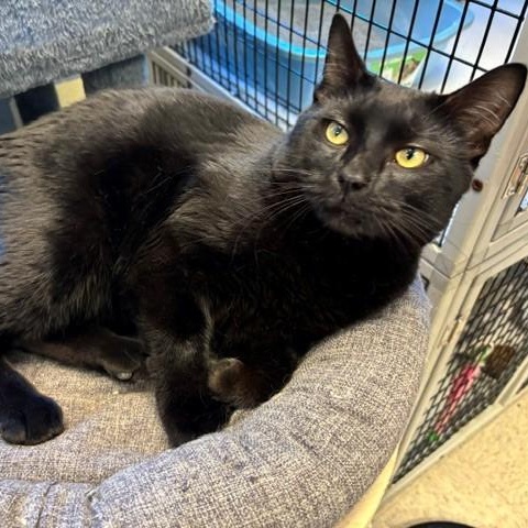 Kettle, ADOPTABLE, Adult Male Domestic Short Hair.
