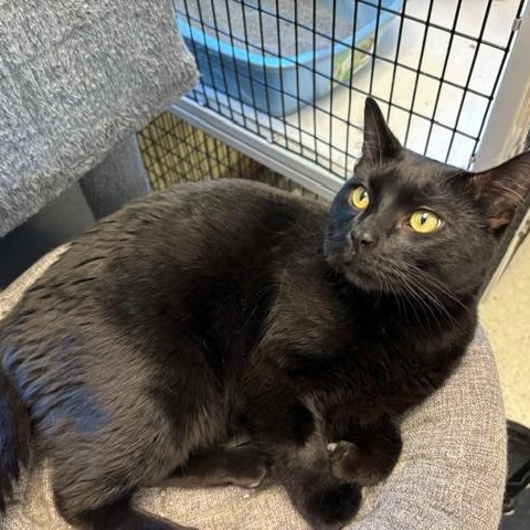 Kettle, a ADOPTABLE Domestic Short Hair in Braintree, MA image 3/5