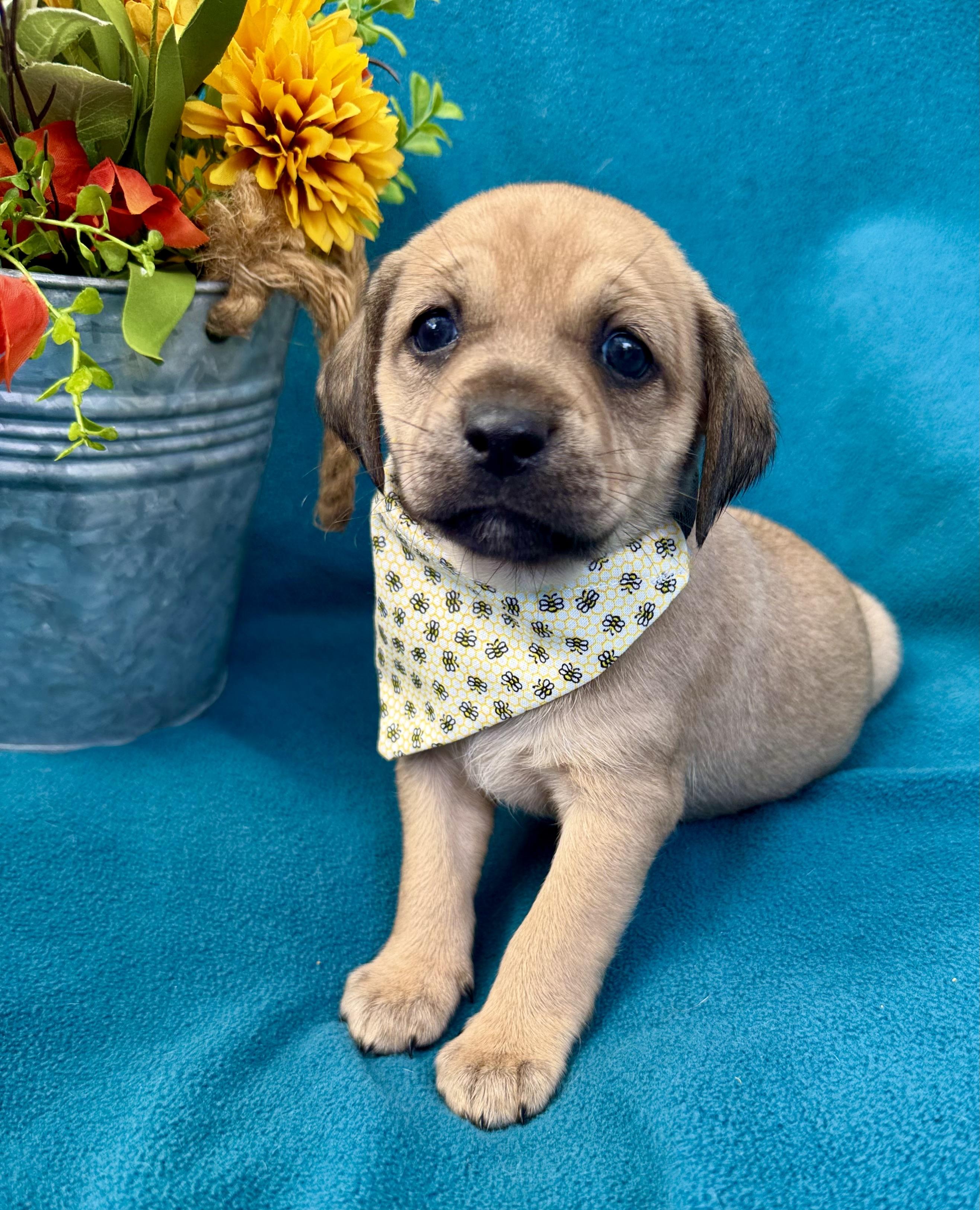Ashley, ADOPTABLE, Puppy Female Puggle & Pug.