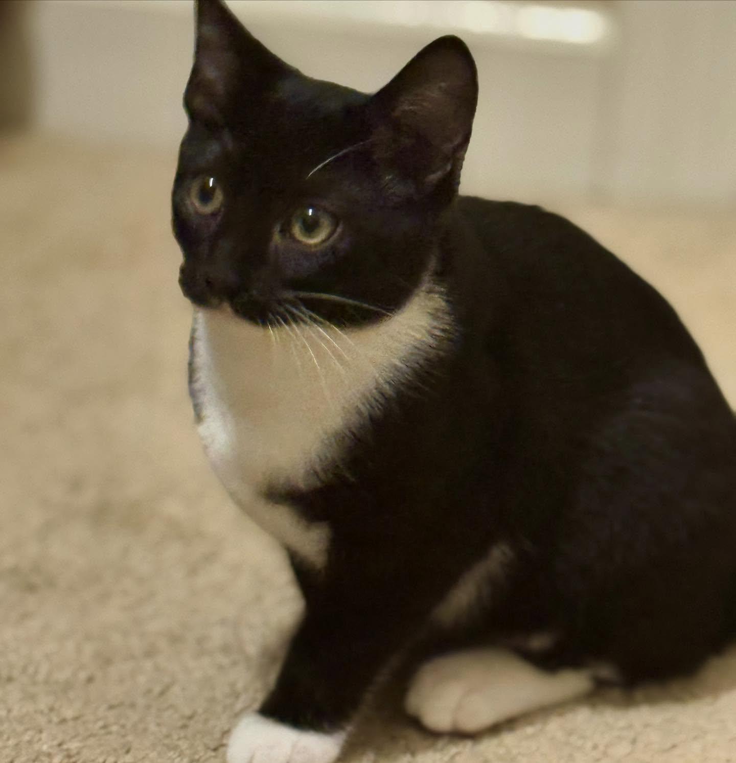 Jazzy, a Adoptable Tuxedo in Raleigh, NC image 2/5