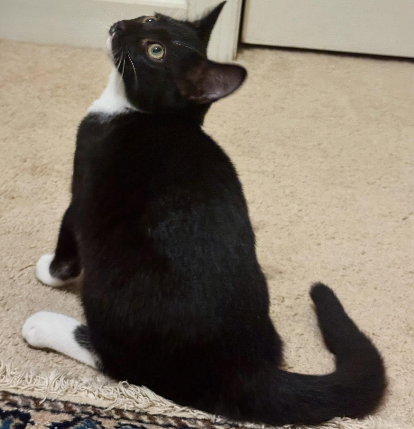 Jazzy, a Adoptable Tuxedo in Raleigh, NC image 3/5