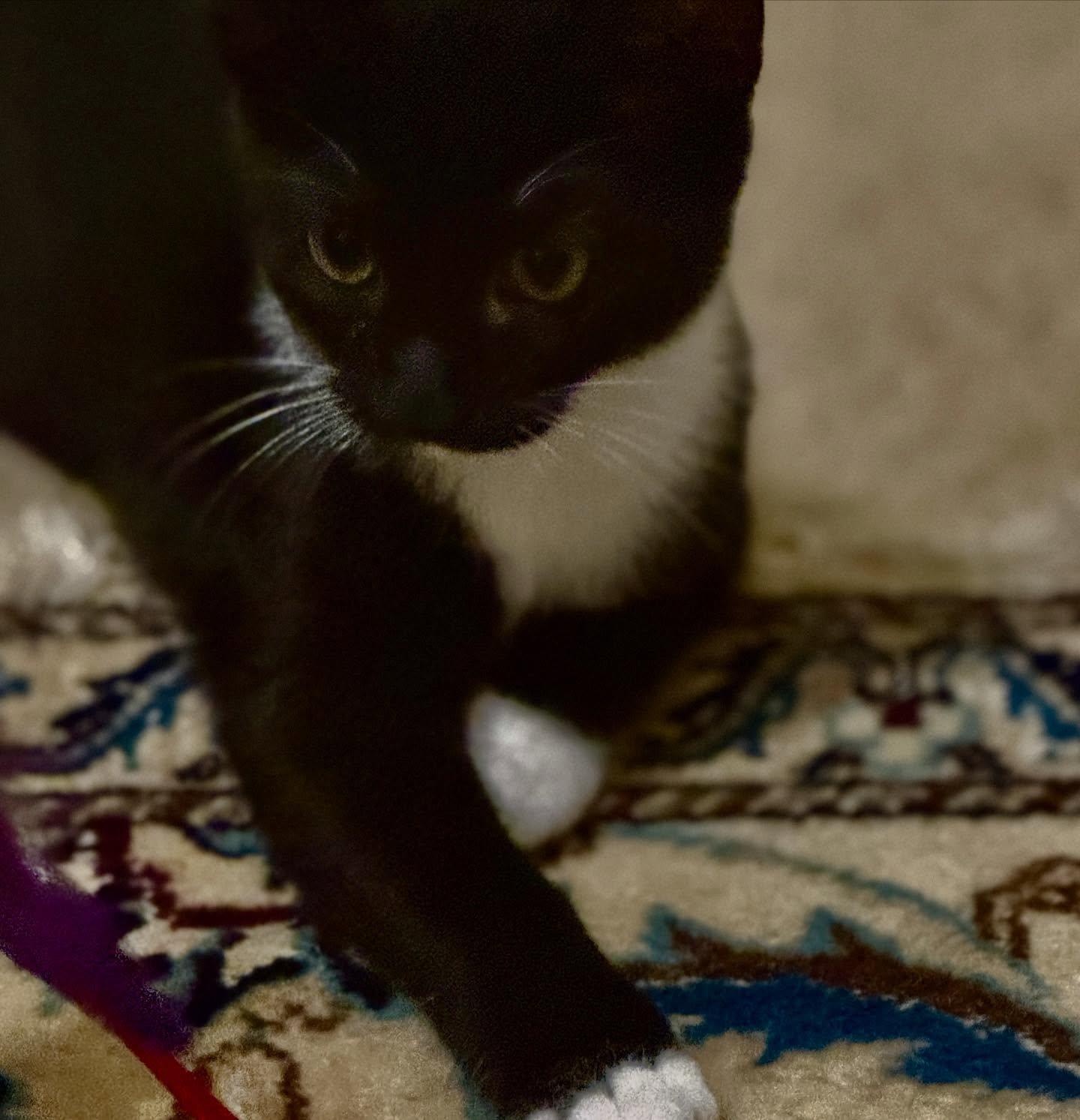 Jazzy, a Adoptable Tuxedo in Raleigh, NC image 4/5