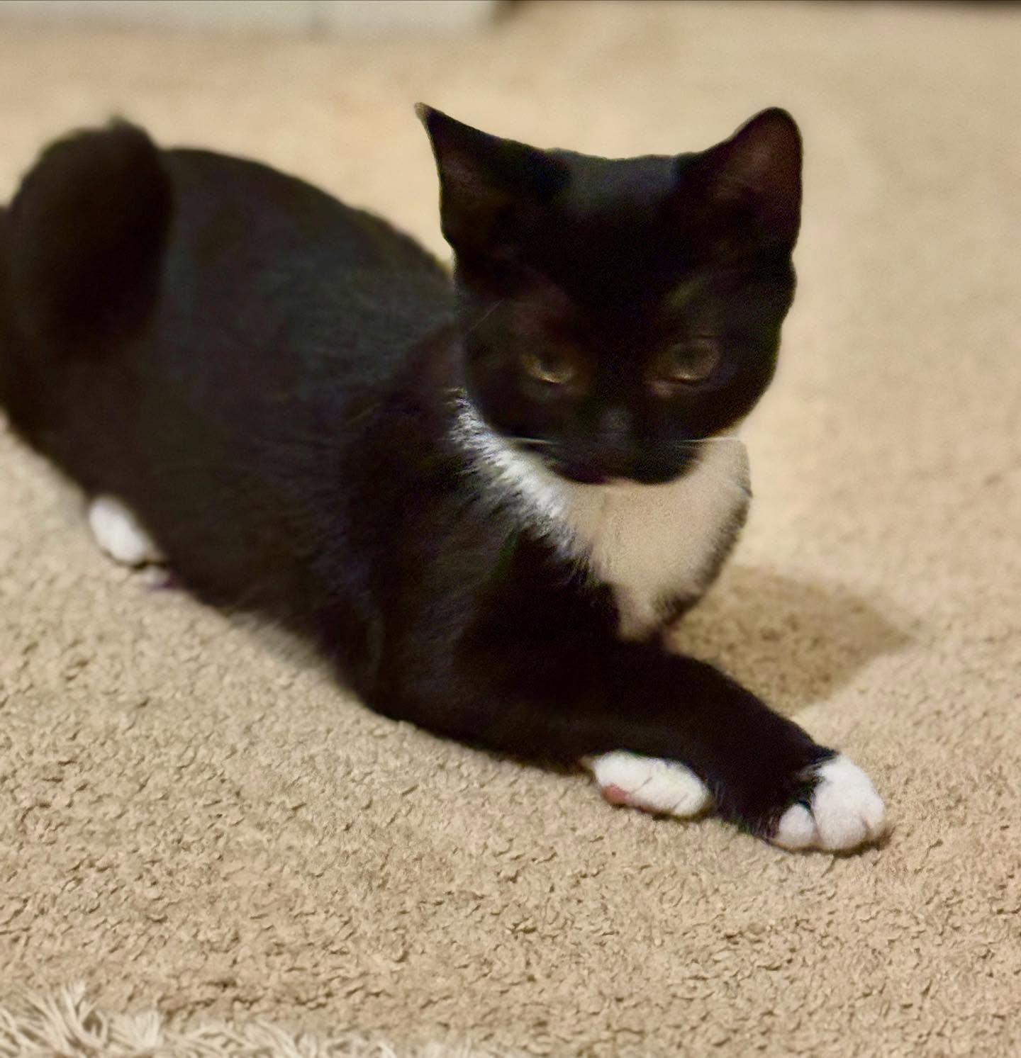 Jazzy, a Adoptable Tuxedo in Raleigh, NC image 1/5