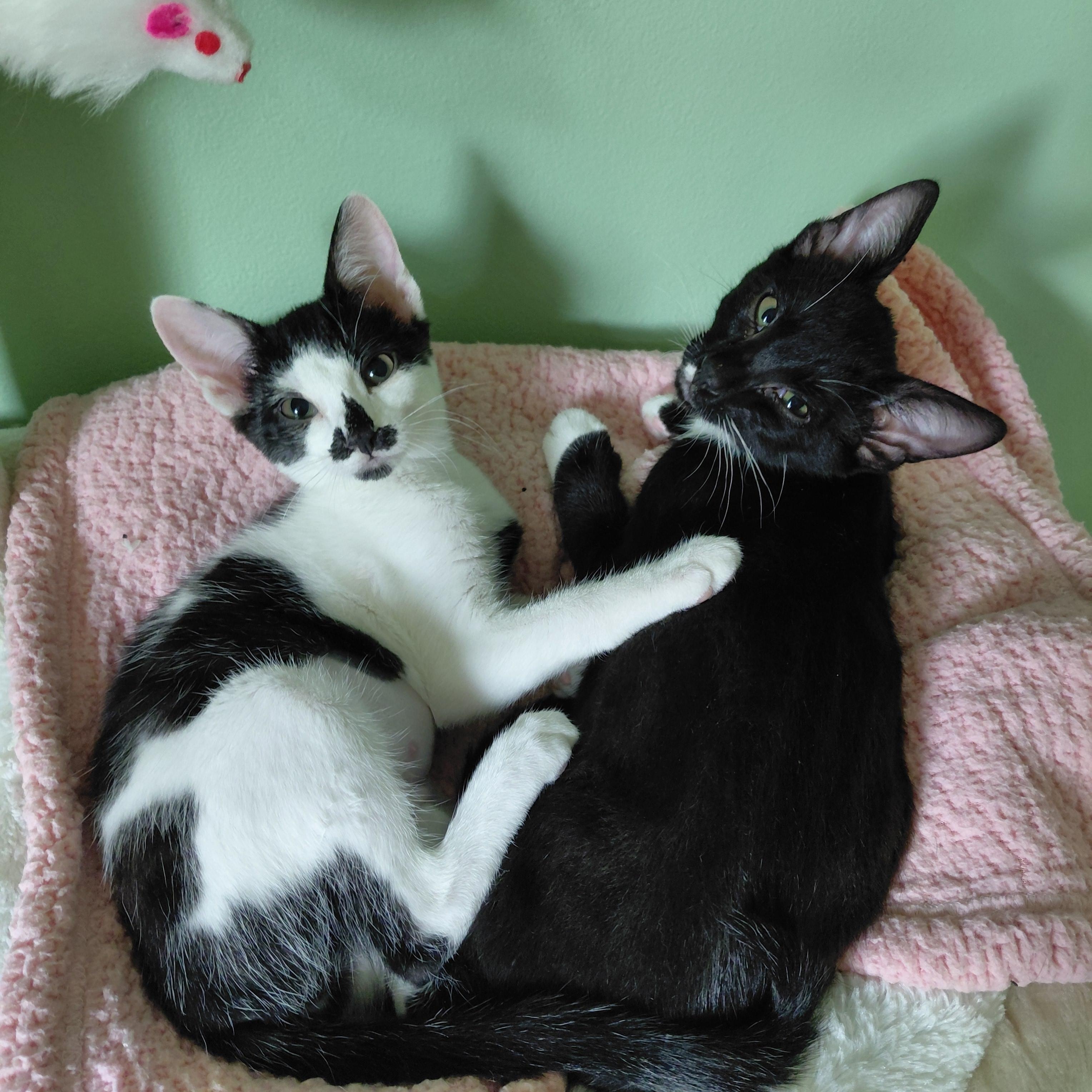 Stephie and Luka, a ADOPTABLE mixed breed in Melbourne, FL image 6/6