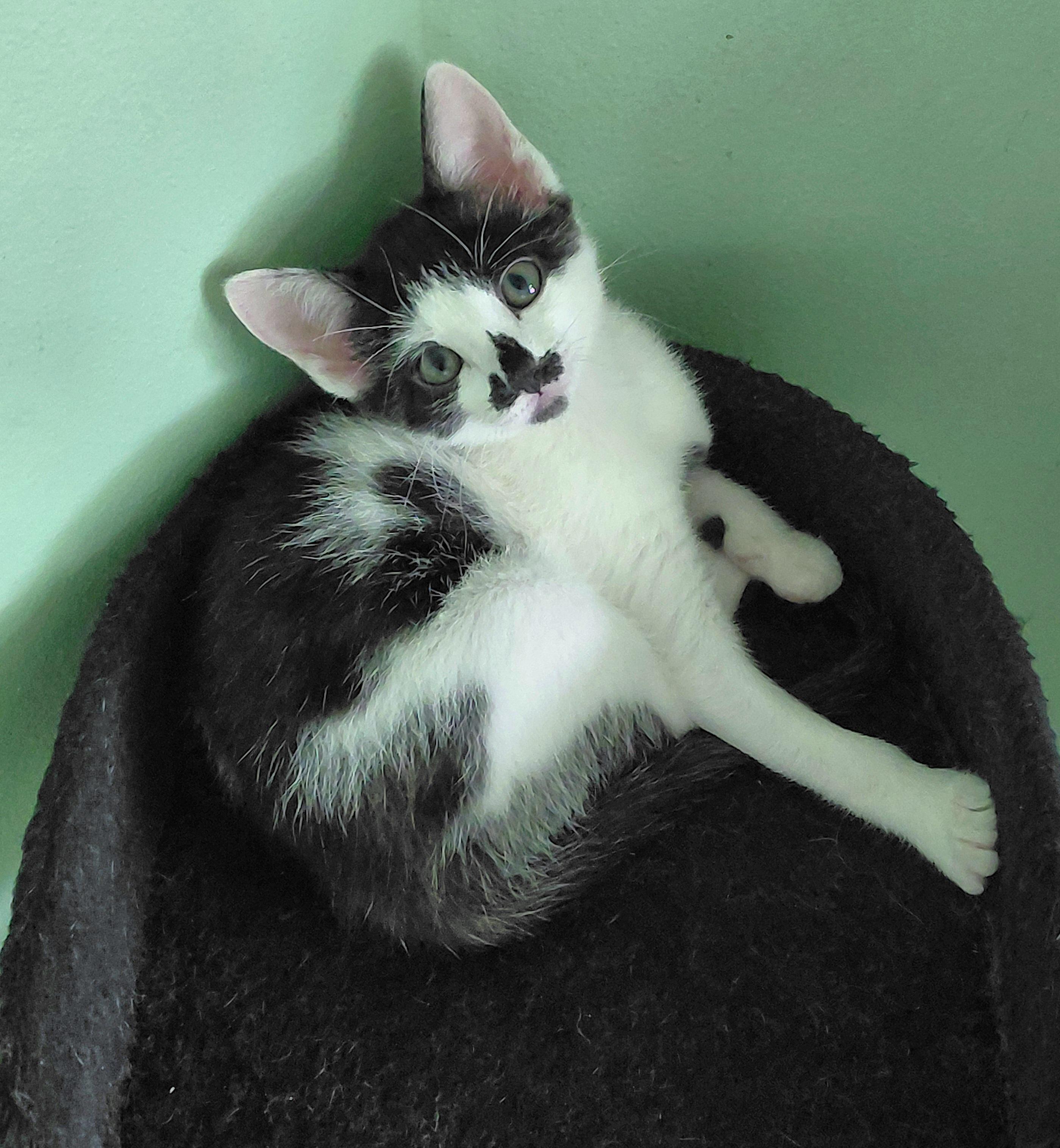 Stephie and Luka, a ADOPTABLE mixed breed in Melbourne, FL image 5/6