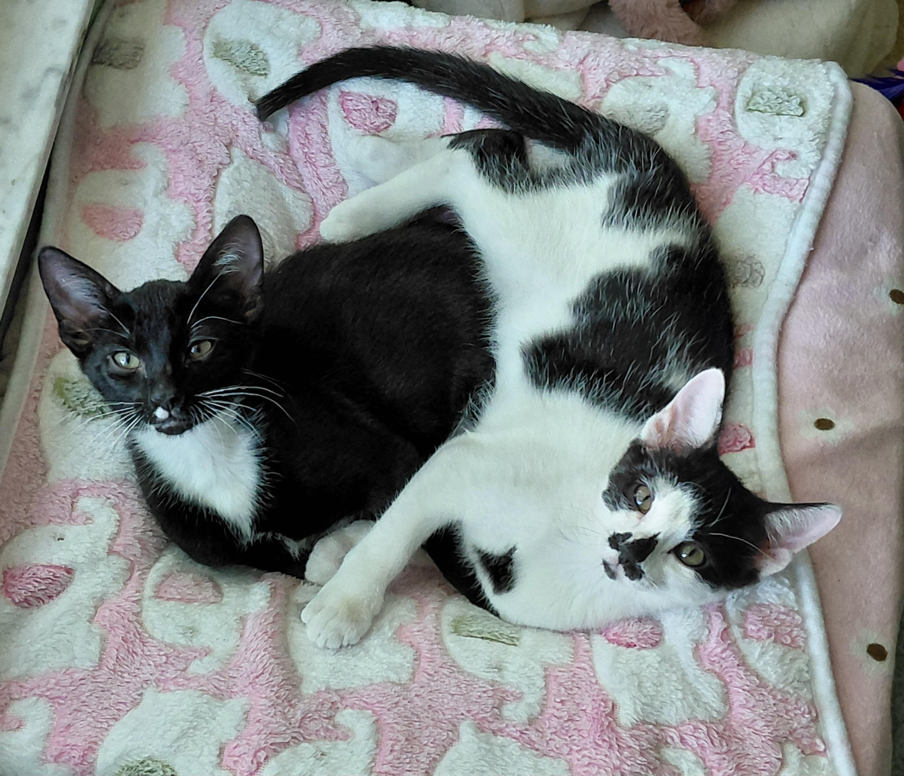 Stephie and Luka, a ADOPTABLE mixed breed in Melbourne, FL image 2/6