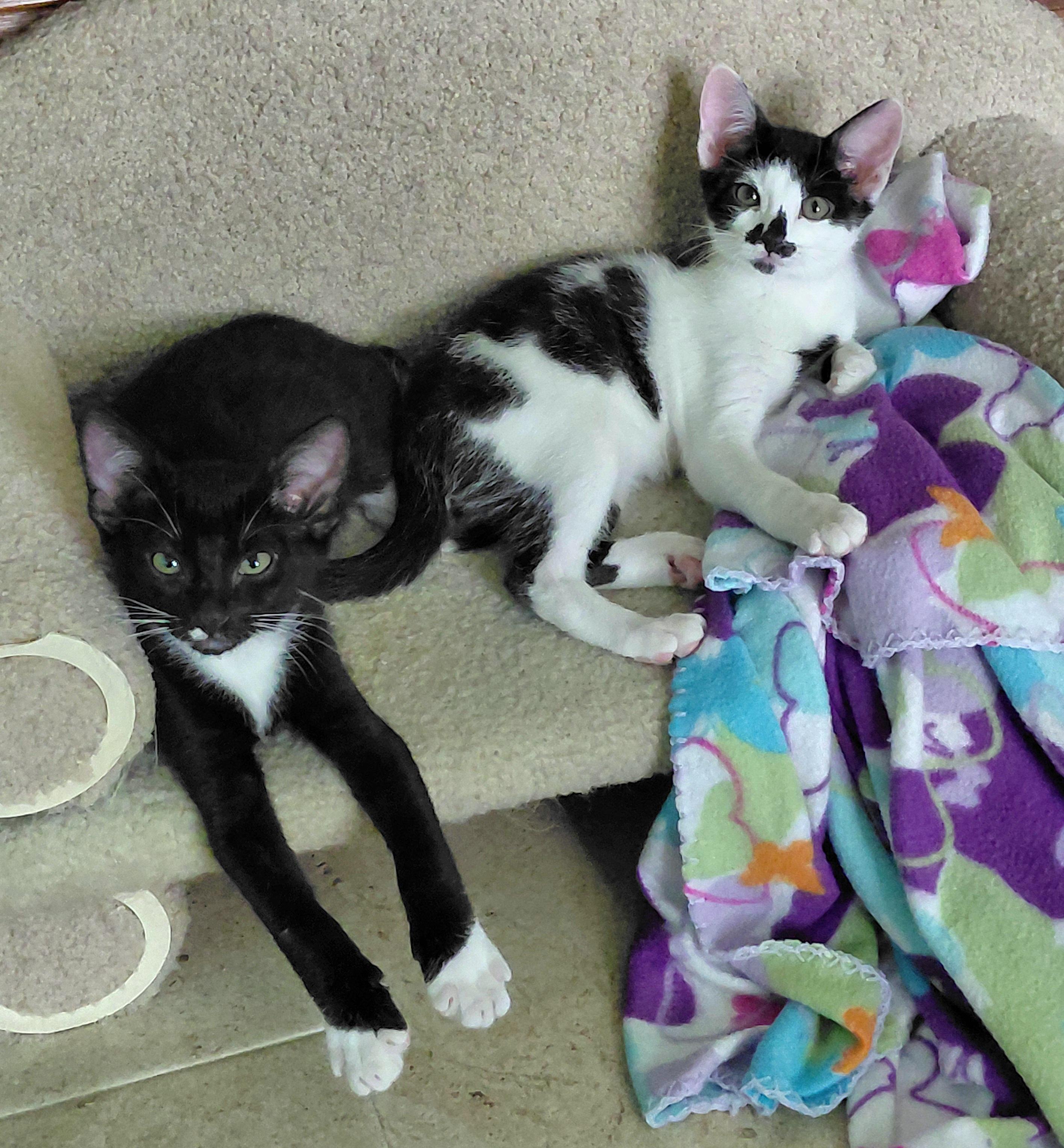 Stephie and Luka, ADOPTABLE, Kitten Female Tuxedo & Domestic Short Hair.