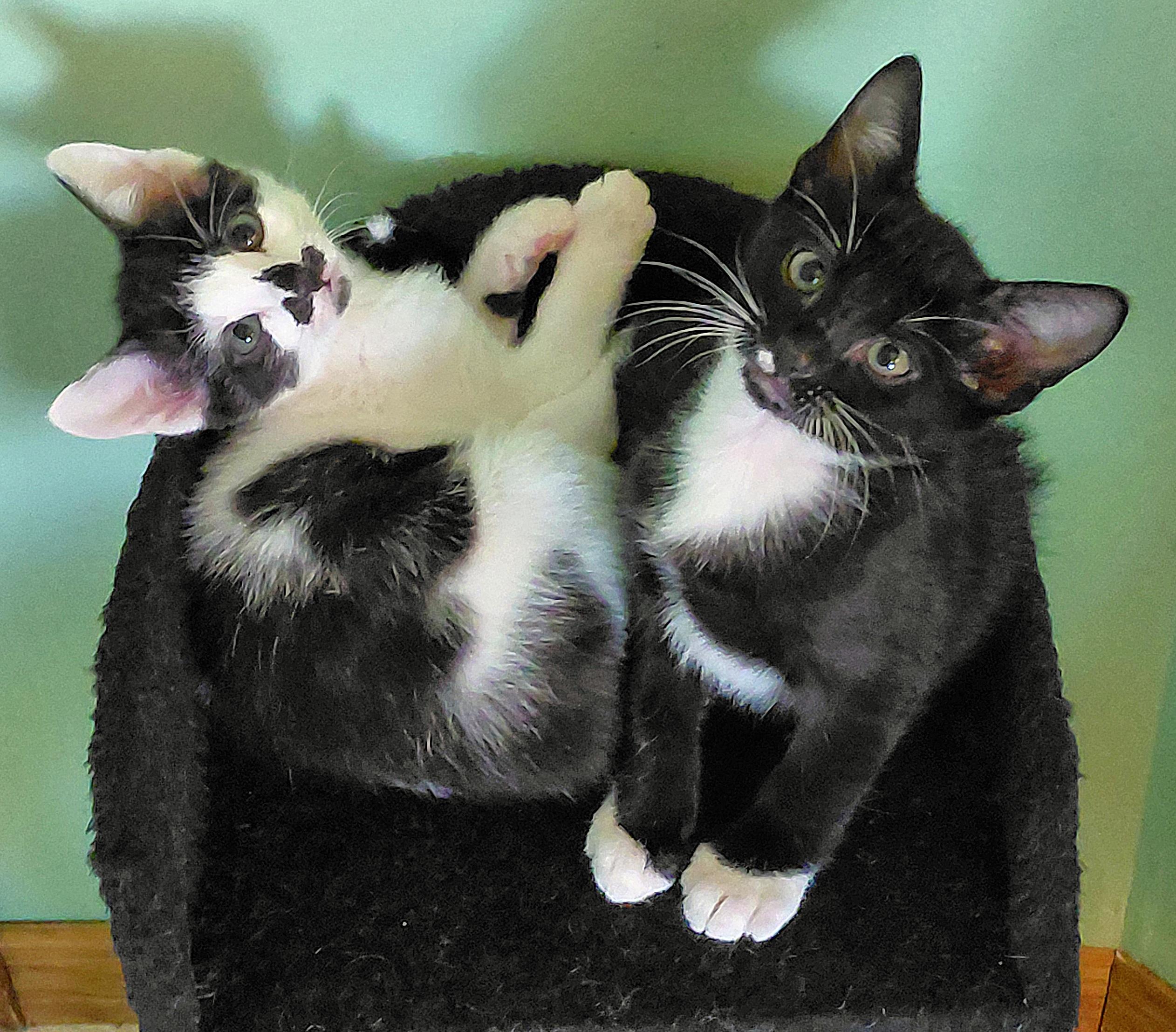 Stephie and Luka, a ADOPTABLE mixed breed in Melbourne, FL image 3/6