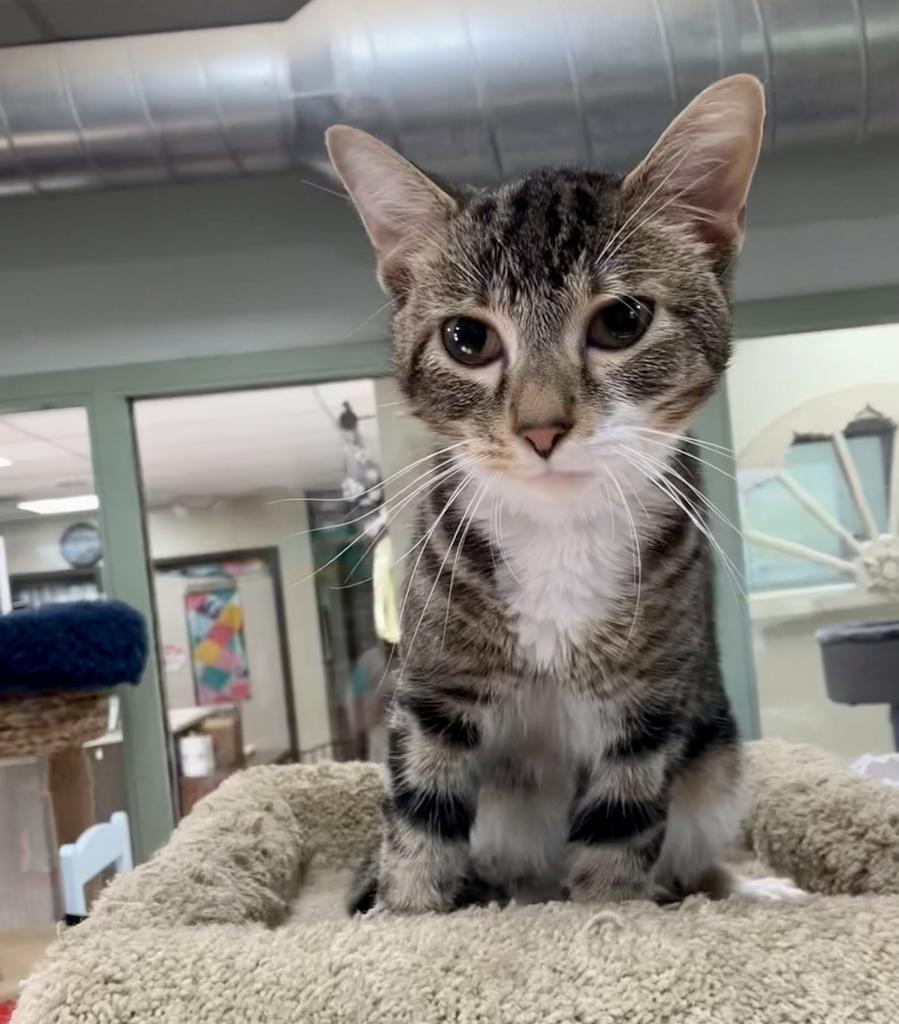 Enlarge Nemy, a Adoptable Domestic Short Hair in New Manchester, WV image 1/1