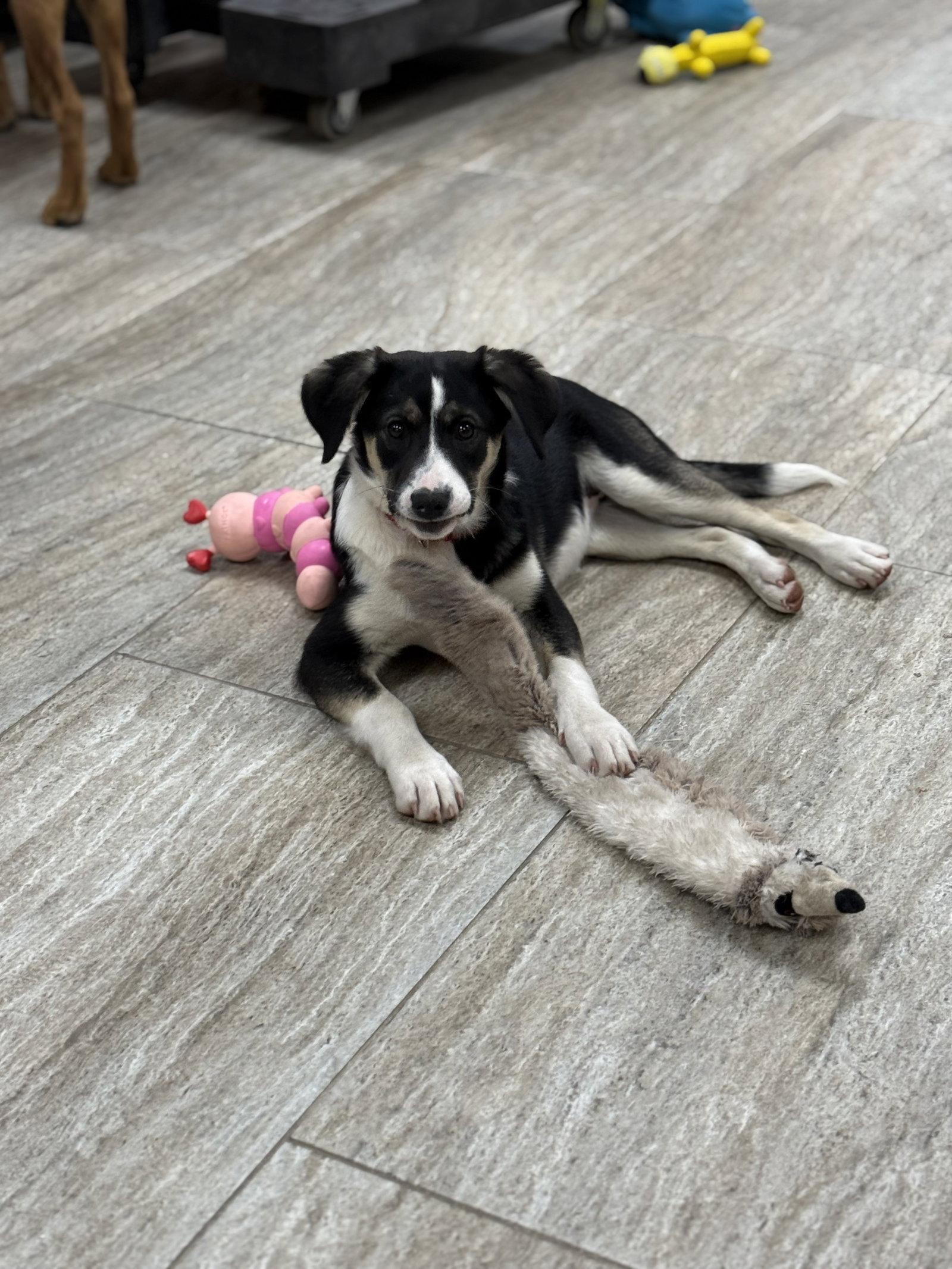 Kimber, a Adoptable Australian Shepherd in Sussex, WI image 2/3