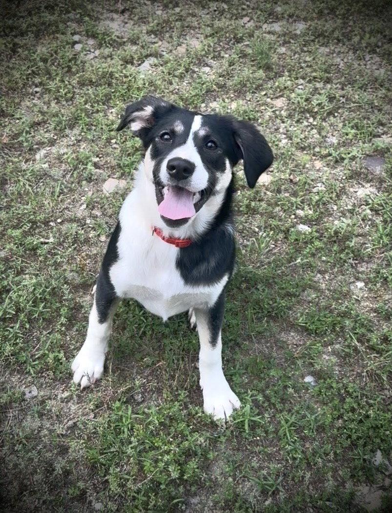 Kimber, a Adoptable Australian Shepherd in Sussex, WI image 3/3